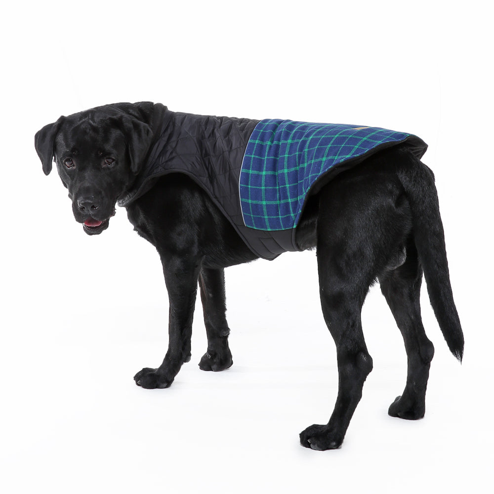 Roarr Stripes Winter Jacket