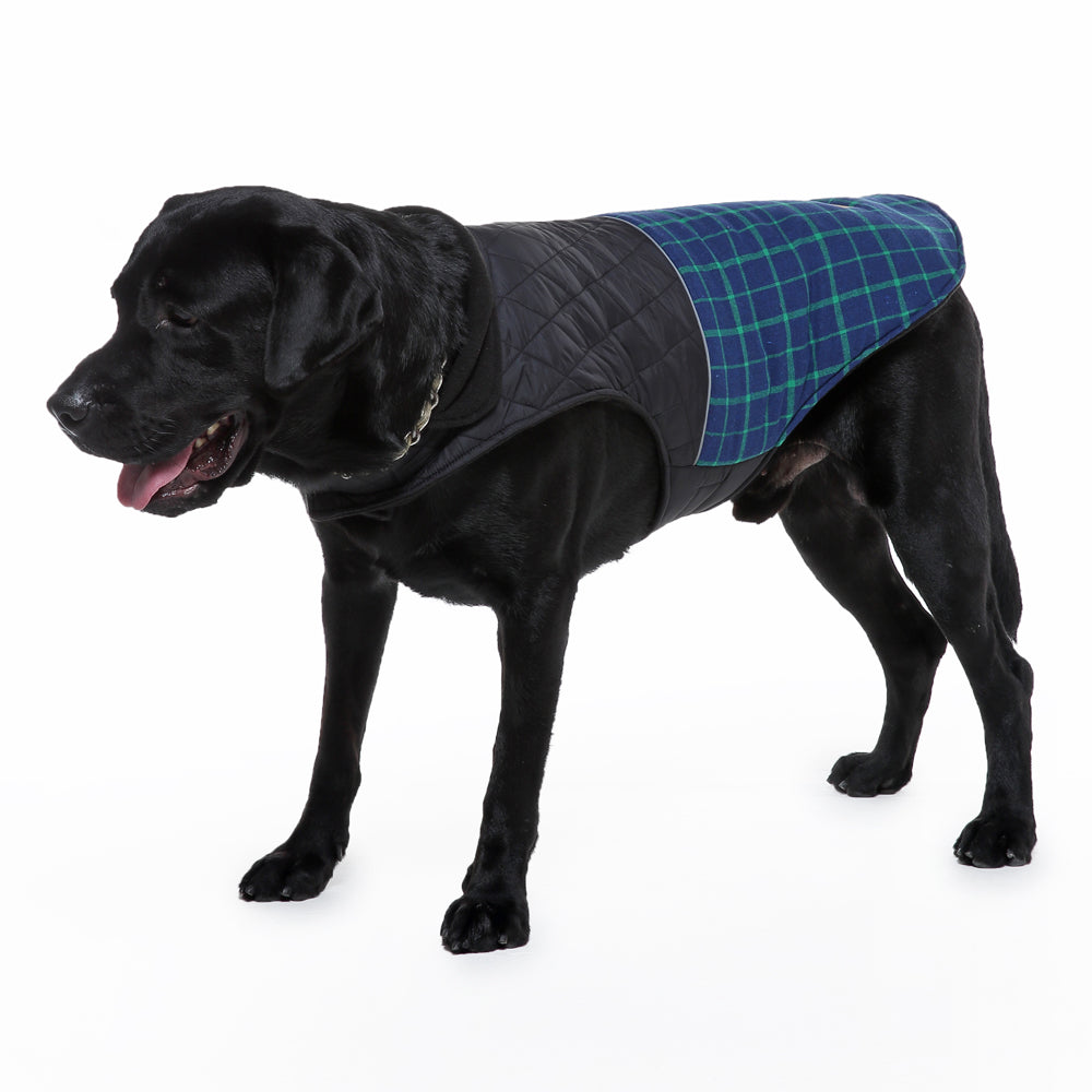 Roarr Stripes Winter Jacket