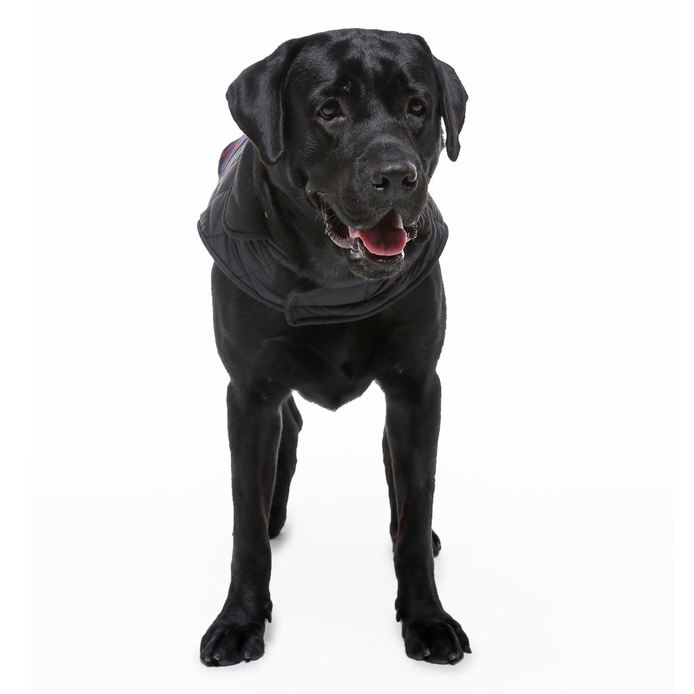 Roarr Stripes Winter Jacket