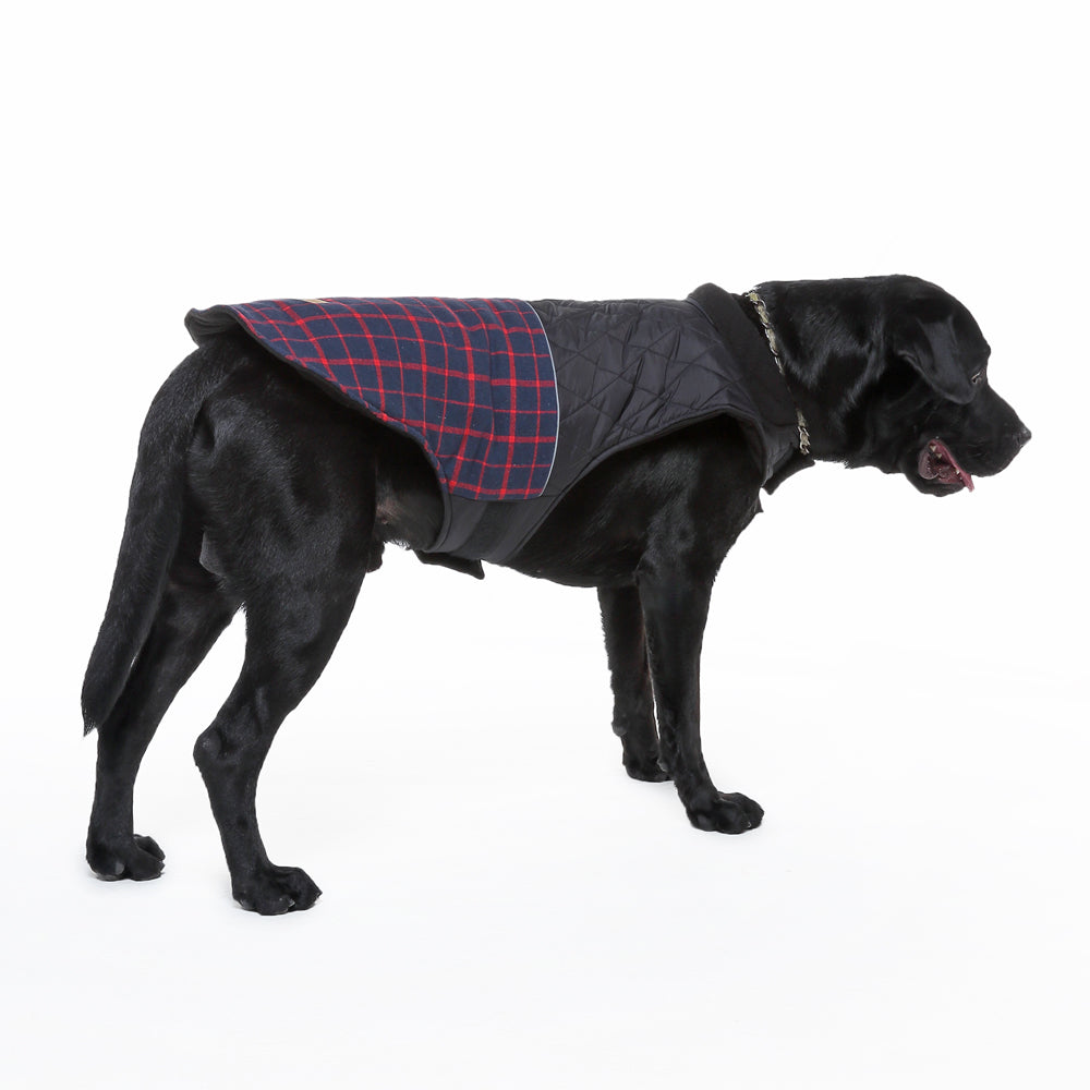 Roarr Stripes Winter Jacket